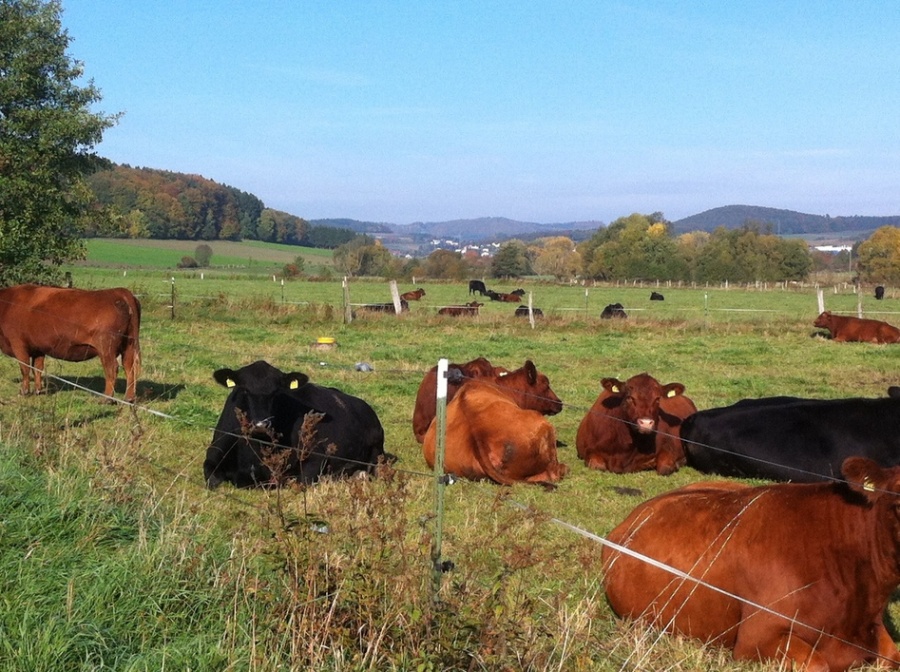 Mittagspause im Salzbödetal